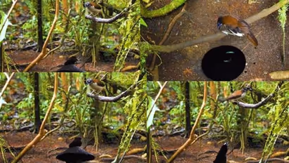 ಹುಡುಗರೇ ಈ ಹಕ್ಕಿ ಮುಂದೆ ನೀವ್ಯಾವ ಲೆಕ್ಕ: ಮನದರಸಿಯ ಒಲಿಸಿಕೊಳ್ಳಲು ಪಡ್ತಿರುವ ಪಾಡು ನೋಡಿ : ವೀಡಿಯೋ