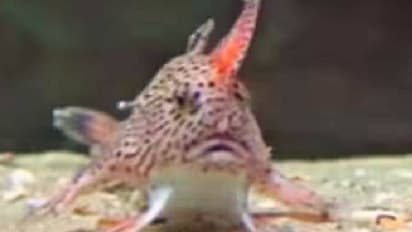 20 വർഷങ്ങൾക്ക് മുമ്പ് വംശമറ്റുപോയി എന്ന് കരുതിയ മീനിനെ കണ്ടെത്തി, ഇവ തുഴയുന്നത് കയ്യുപയോഗിച്ച്!