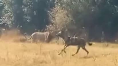 ഒരേ ഇര, കാട്ടുനായ്ക്കളെ പേടിച്ചോടുമോ സിംഹം? ആവേശം ജനിപ്പിക്കുന്ന വീഡിയോ!