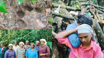 ചീറിയടുത്ത് കടുവ; ജീവനുംകൊണ്ട് ഓടുന്നതിനിടെ ബോധം കെട്ടുവീണു, ഞെട്ടല് മാറാതെ സ്ത്രീ തൊഴിലാളികള്