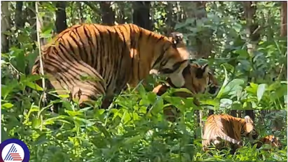 Tigers mating at Bhadra Wildlife Sanctuary in Chikkamagaluru: Viral video (WATCH)