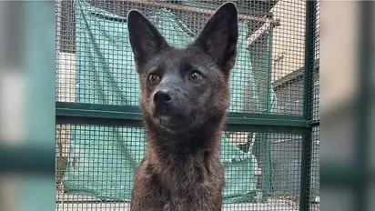 First-ever dog-fox hybrid 'Dogxim' discovered in Brazil dies mysteriously, prompts investigation