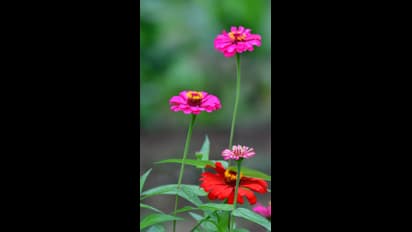 ರಾತ್ರಿ ಹೊತ್ತು ಯಾಕೆ ಗಿಡ,  ಹೂವು ಕೀಳಬಾರದು ಗೊತ್ತಾ? 