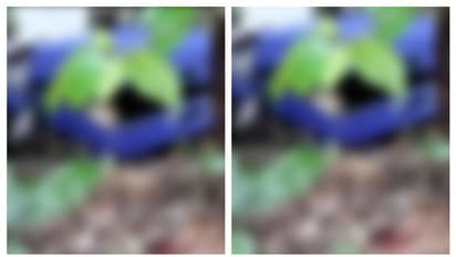 മാക്കൂട്ടം പെരുമ്പാടി ചുരത്തിൽ അഴുകിയ മൃതദേഹം കണ്ടെത്തി; നാല് കഷ്ണങ്ങളാക്കി പെട്ടിയിലാക്കി വലിച്ചെറിഞ്ഞ നിലയിൽ