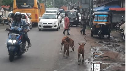 തെരുവ് നായ്ക്കളുടെ ആക്രമണം; വീടിന് മുന്നില് നില്ക്കുകയായിരുന്ന കുട്ടി ഉള്പ്പെടെ നിരവധി പേർക്ക് പരിക്കേറ്റു