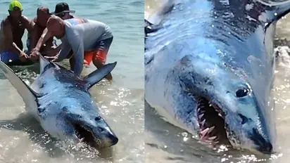 Florida beachgoers rescue stranded giant mako shark (WATCH)