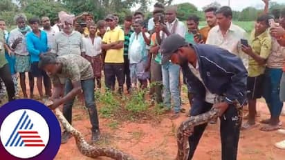 ತುಮಕೂರು: ಮೇಕೆಯನ್ನು ನುಂಗಲು ಯತ್ನಿಸಿ ಗ್ರಾಮಸ್ಥರಲ್ಲಿ ಭೀತಿ ಹುಟ್ಟಿಸಿದ ಹೆಬ್ಬಾವು!