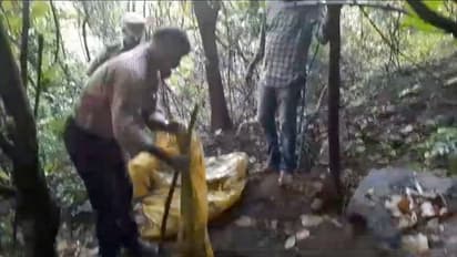 നിലമ്പൂരിൽ നാട്ടിലിറങ്ങിയ കാട്ടാന പൂസായി കിടന്നു, ആനയുടെ കാൽപാട് നോക്കി പോയപ്പോഴല്ലേ കാര്യം പിടികിട്ടിയത്!