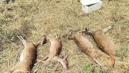 Four more deer succumb at Bannerghatta National Park, bringing total deaths to 23