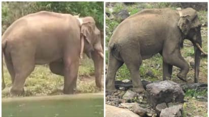 അരിക്കമ്പം ഉപേക്ഷിച്ച് അരിക്കൊമ്പൻ! കേരളത്തിലേക്ക് തിരികെ വരുമോ? വിശദീകരണവുമായി തമിഴ്നാട് വനംവകുപ്പ്