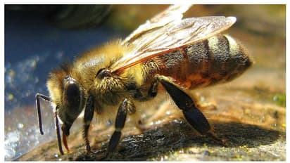 തേനീച്ചയുടെ കുത്തേറ്റു 2 കുട്ടികൾക്ക് ദാരുണാന്ത്യം