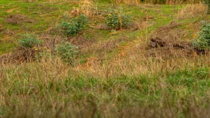 ചിത്രത്തിലെ പുലിയെ കണ്ടെത്താമോ? സോഷ്യൽ മീഡിയയെ കുഴപ്പിച്ച ചിത്രം