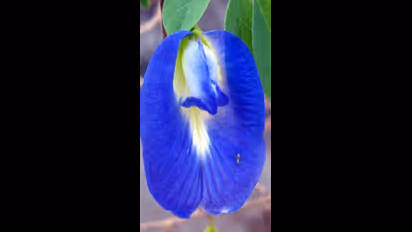  Dussehra 2023: దసరా రోజు ఈ పువ్వులతో ఈ పరిహారాలు చేస్తే మీ ఇంట్లో ధనం పెరుగుతుంది