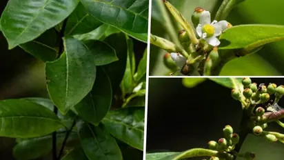 Found after 186 years! A tree thought extinct in 1838 reemerges in Brazilian city nearly two centuries later
