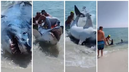 'ഇല്ല മരിച്ചിട്ടില്ല മനുഷ്യത്വം'; കരയ്ക്കടിഞ്ഞ സ്രാവിനെ സാഹസികമായി കടലിലേക്ക് തിരിച്ചയക്കുന്ന വീഡിയോ !