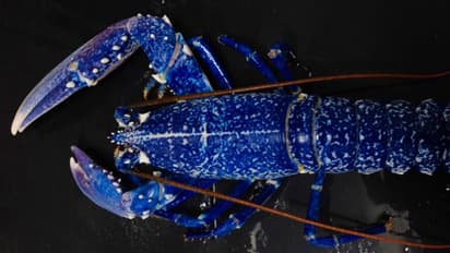 വലയില്‍ കിട്ടിയത് ലക്ഷങ്ങളുടെ മുതല്‍, ആവശ്യക്കാരായി പ്രമുഖ ഭക്ഷണശാലകള്‍, ഒടുവിൽ 'ഫുഡി'കൾക്ക് നിരാശ 