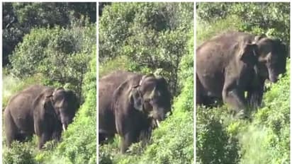 അരിക്കൊമ്പനിപ്പോള്‍ ഇവിടെയാണ്! ഏറ്റവും പുതിയ വിവരങ്ങളുമായി തമിഴ്നാട് വനവംകുപ്പ്, പുതിയ ദൃശ്യങ്ങളും പുറത്ത്