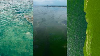 തെളിഞ്ഞ ജലത്തിന് പ്രശസ്തമായ തീരം പെട്ടന്ന് പച്ച നിറമായി, ചത്തടിഞ്ഞ് കക്കകളും ചെറുമത്സ്യങ്ങളും, ആശങ്ക