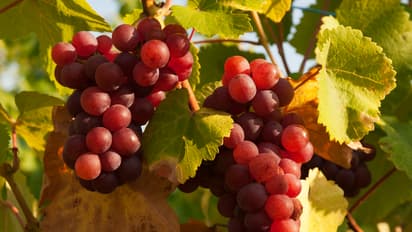 Red grapes