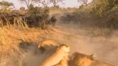 സിംഹക്കൂട്ടത്തിൽ നിന്നും കുഞ്ഞുങ്ങളെ രക്ഷിക്കാൻ സ്വന്തം ജീവിതം അവയ്ക്ക് മുന്നിലേക്ക് വലിച്ചെറിഞ്ഞ് അമ്മയെരുമ