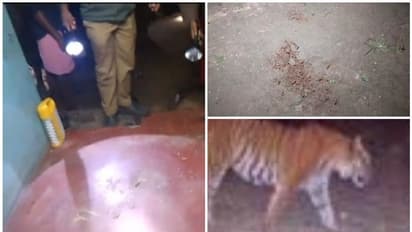 പനവല്ലിയെ വിറപ്പിച്ച് നോര്ത്ത് വയനാട് 5, മയക്കുവെടി വയ്ക്കാന് അനുമതി, നടപടി ഇന്ന് തുടങ്ങും