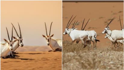 യുനസ്കോ പൈതൃക പട്ടികയിൽ ഇടം പിടിച്ച് സൗദിയിൽ നിന്ന് ഒരു പുരാവസ്തു കേന്ദ്രം