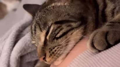 ഗർഭിണിയുടെ മടിയിൽ തലചായ്ച്ചു കിടന്ന പൂച്ചക്ക് കുഞ്ഞുവാവയുടെ വക നല്ല ചവിട്ട്, അമ്പരന്ന് പൂച്ച, കാണാം വൈറൽവീഡിയോ