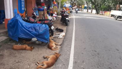 തെരുവുനായ്ക്കള്ക്ക് ചിലര് ബിസ്ക്കറ്റ് നല്കുന്നു, ചെന്നിത്തലയില് പൊറുതിമുട്ടി ജനം, മൂന്നുപേർക്ക് കടിയേറ്റു