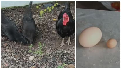 കരിങ്കോഴി ഇനത്തിൽപെട്ട കോഴി ഇട്ടത് വെറൈറ്റി മുട്ട! കാണാൻ ചെന്നിത്തലയിൽ നാട്ടുകാരുടെ തിരക്ക്