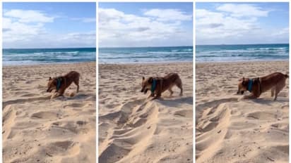 'സ്വാതന്ത്ര്യം അത് അനുഭവിച്ചാലേ അറിയൂ'; കടല്ത്തീരത്തെ നായയുടെ സന്തോഷത്തില് മതി മറന്ന് നെറ്റിസണ്സ് !