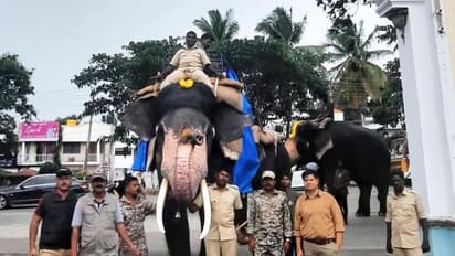 ದಸರಾ ಜಂಬೂಸವಾರಿಗೆ ಸಿದ್ಧವಾಗುತ್ತಿರುವ ಗಜಪಡೆ : 550 ಕೆ.ಜಿ ಬಾರ ಹೊತ್ತು ಸಾಗಿದ ಭೀಮ