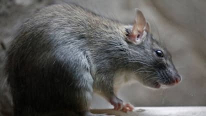 ഉറങ്ങിക്കിടന്ന പിഞ്ചുകുഞ്ഞിനെ എലി കടിച്ചത് അമ്പതിലധികം തവണ; മരണത്തോളമെത്തി കുഞ്ഞ്