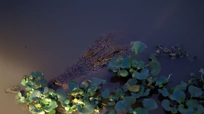 ഞണ്ട് പിടിക്കാൻ ഇറങ്ങിയ 23 കാരനെ മുതല പിടിച്ചു ! 