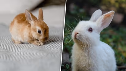 International Day of Rabbits 2023: Day, history and significance