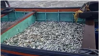 വള്ളങ്ങൾ നിറയെ ചെറുമത്തി; വലിപ്പം ആറ് മുതൽ എട്ട് സെന്‍റിമീറ്റർ വരെ മാത്രം, ബോട്ടുകൾ പിടിച്ചു; കർശന നടപടികൾ