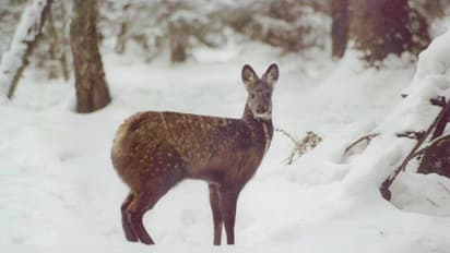 ஒரே மாதத்தில் 5 மரணங்கள்...  அழிவின் விளம்பில் அரிய வகை இமாலய கஸ்தூரி மான்கள்