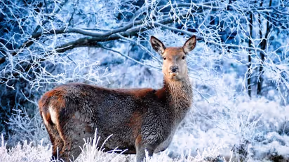 దీపావళి 2023 : అక్రమంగా వేటకు వెళ్లి.. జింక అనుకుని స్నేహితుడిని కాల్చి...