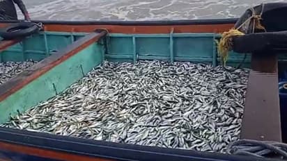 ചെറുമത്തിക്കും രക്ഷയില്ല, തിക്കോടിയിൽ 6 മുതൽ 8 സെന്റി മീറ്റര് വലുപ്പമുള്ള മത്തിയുമായി വള്ളങ്ങൾ, കർശന നടപടി