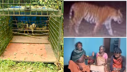 കൂടും കെണിയും വച്ച് കാത്തിരുന്ന് വനംവകുപ്പ്, പട്ടിയെ തുരത്തിക്കൊണ്ട് വീടിനുള്ളില് കയറി കടുവ, ആശങ്ക