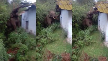 കട സംരക്ഷിക്കാൻ നിന്ന നാട്ടുകാരെ വെട്ടിച്ച് റേഷൻ കട തകര്ത്ത് പടയപ്പ, മേൽക്കുര പൊളിച്ചത് നിമിഷങ്ങൾക്കുള്ളിൽ