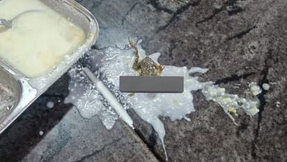 Odisha: Hostel student finds dead frog in food, college reacts