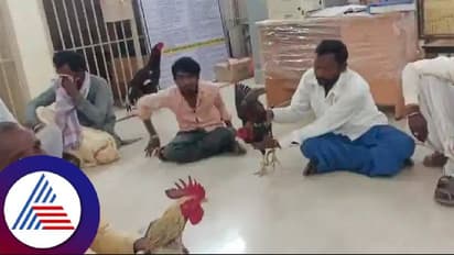 ಯಾದಗಿರಿ ನಿಷೇಧಿತ ಕೋಳಿ ಪಂದ್ಯ; ಕಣ್ಮುಚ್ಚಿ ಕುಳಿತ ಪೋಲಿಸ್ ಇಲಾಖೆ!