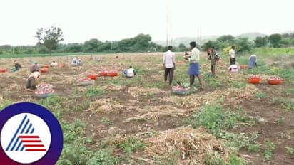 ಕೋಟೆನಾಡು ರೈತರ ಕಣ್ಣಲ್ಲಿ ನೀರು ತರಿಸಿದ ಈರುಳ್ಳಿ ಬೆಲೆ ಕುಸಿತ!
