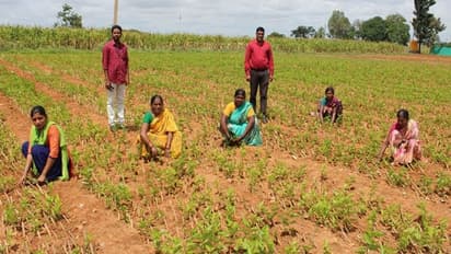 ವಿಜಯನಗರ: ಇನ್ಮುಂದೆ ಹರಪನಹಳ್ಳಿಯಲ್ಲೇ ಹಿಪ್ಪುನೇರಳೆ ಸಸಿ ಲಭ್ಯ..!