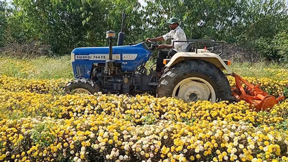 ಹಾಸನ: ಬೆಲೆ ಕುಸಿತ, ಸೇವಂತಿಗೆ ಗಿಡ ನಾಶಪಡಿಸಿದ ರೈತ..!