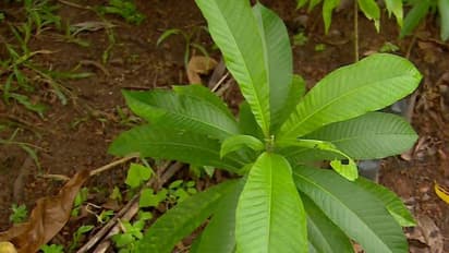 Ram Mandir: ಪರಶುರಾಮನ ನಾಡಿನಿಂದ ಶ್ರೀರಾಮನ ಅಯೋಧ್ಯೆ ತಲುಪಿದ ನಾಗಪುಷ್ಪ
