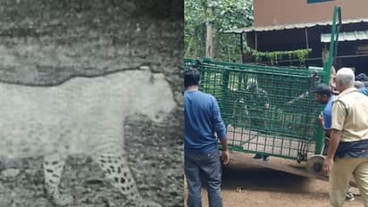 നിരീക്ഷണ ക്യാമറയില് കുടുങ്ങി പുലി, മാസങ്ങൾ നീണ്ട പരാതികൾക്ക് ഒടുവില് മൂങ്കലാറില് കൂടൊരുക്കി വനംവകുപ്പ്