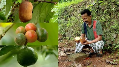 കുപ്പാസു മുതൽ മക്കൾ കൂന്താണി വരെ... മുന്നൂറോളം വിദേശ ഫലവൃക്ഷങ്ങൾ കൂത്താട്ടുകുളത്തെ ഡയസിന്‍റെ  കയ്യില്‍ ഭദ്രം
