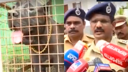 'കാക്കി കണ്ടാൽ ആക്രമിക്കണം', കുമാരനെല്ലൂരിൽ പട്ടികളുടെ സംരക്ഷണത്തിൽ കഞ്ചാവ് കച്ചവടം, പോലീസുകാരെ ആക്രമിച്ചു