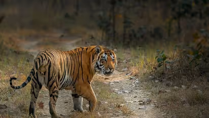World Tourism Day 2023: Exploring India's 6 wildlife sanctuaries beyond the big names